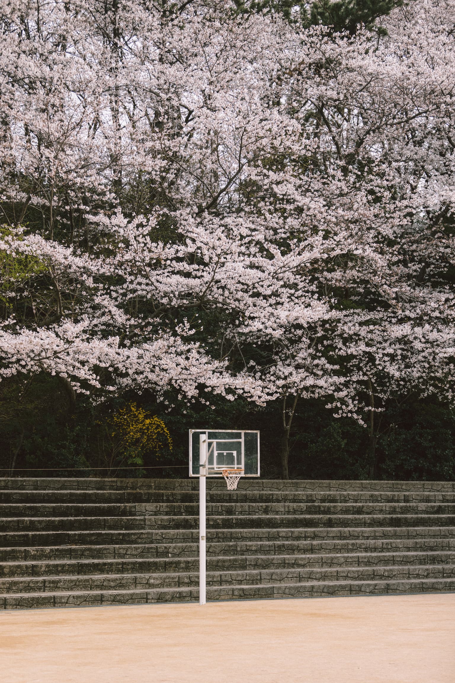 Cherry blossoms over an empty basketball court